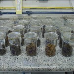 Bioensaio com minhocas para avaliação do potencial tóxico de solos contaminados por metais pesados e esgoto doméstico